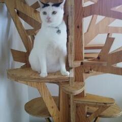 キャットタワー（ツリー）ハンドメイドの画像