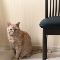 【急募】猫らしいスコティッシュのオス猫