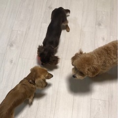 ワンちゃんのお困りごと相談の画像