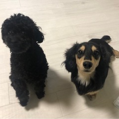 ワンちゃんのお困りごと相談の画像