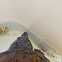 サルヴィンオオニオイガメ