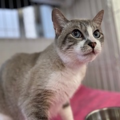 飼い主さんと死別の猫ちゃん里親募集