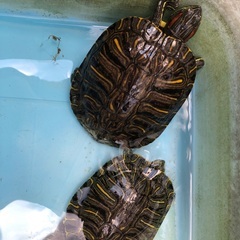 海外への引っ越しでミドリガメ2匹を引き取って欲しいです