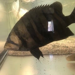 ダトニオ