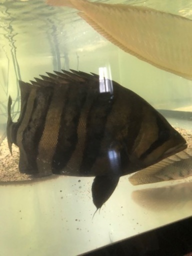 ダトニオ