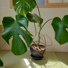 観葉植物