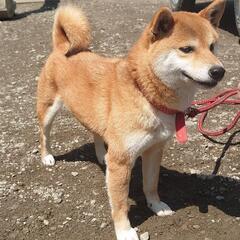 迷子犬(柴犬)の飼い主を探しています
