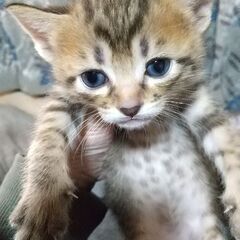 まだまだ、募集中‼️３匹の子猫ちゃんを助けて下さい‼️(雄、２匹)