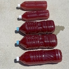 PSB  光合成細菌　メダカ　めだか　金魚　ビオトープ　飼育水　睡蓮鉢　増やしてPSB 特濃　濃縮の画像