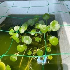 水草　ウォーターコイン