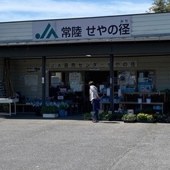 🐠メダカ色々🐠