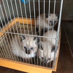 子猫(シャムとラグドールmix⁉︎)1匹　お迎えに来られる方限定 - 岡山市