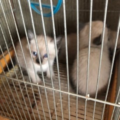 子猫(シャムとラグドールmix⁉︎)1匹　お迎えに来られる方限定 - 猫