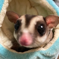 商談中。フクロモモンガ生後1年半男の子