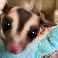 商談中。フクロモモンガ生後1年半男の子 - 知多市