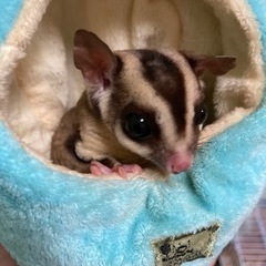 商談中。フクロモモンガ生後1年半男の子 - その他