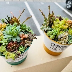 （❣️更新❣️）多肉植物⭐️寄せ植え❣️