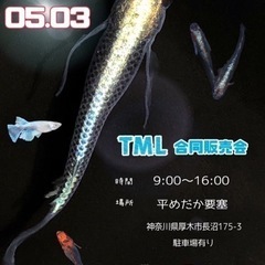 5月3日めだか販売