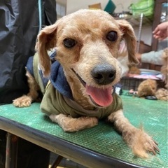 ジャイアン(仮)の里親募集中