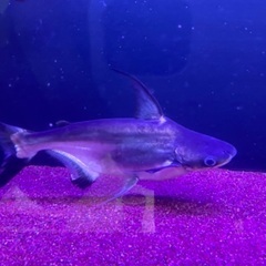 古代魚、大型魚の画像