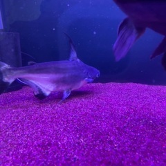 古代魚、大型魚の画像