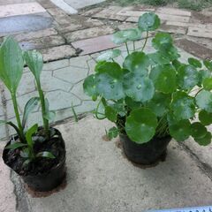 ◆3種水草（アマゾン浮草、ウオーター、おもだか、◆各￥２００です）めだか、🌟ポット植は売り切れで、同料をビニール袋入れお渡しです。プロフィール必読お願いいたします。定型文お断りします。の画像