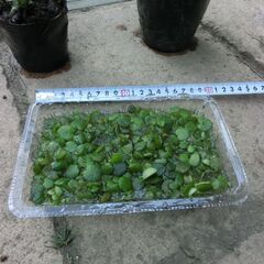◆3種水草（アマゾン浮草、ウオーター、おもだか、◆各￥２００です）めだか、🌟ポット植は売り切れで、同料をビニール袋入れお渡しです。プロフィール必読お願いいたします。定型文お断りします。の画像