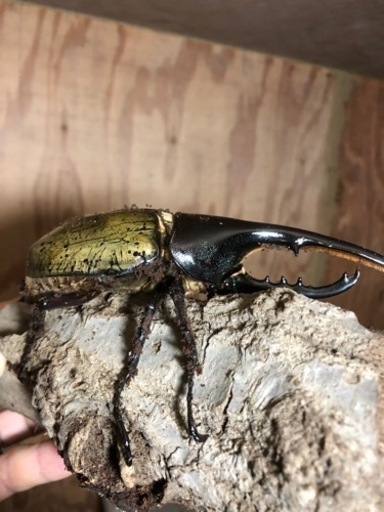 ヘラクレスオオカブトムシ　　オス単品