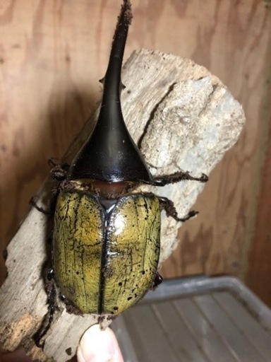 ヘラクレスオオカブトムシ　　オス単品