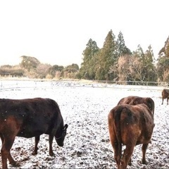 スキマ時間でミルクやり・エサやり・清掃の画像