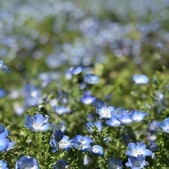無事終了、４月３０日ネモフィラ見に行きませんか？？ツーリング - 京都市