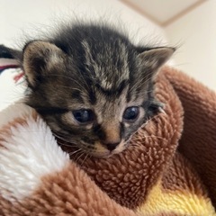 ※里親さん決定※子猫ちゃんの里親募集_トラちゃん🟢