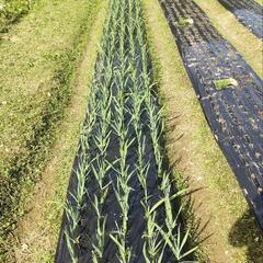 一緒に家庭菜園をしませんか？