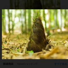 タケノコ　掘れる所