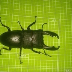スラウェシヒラタオス①
