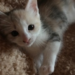 パステルミケ♪里親様のお願いです♪♫•*¨*