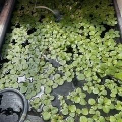 🐸🍀アマゾンフロッグピット浮草¥０円❣️無料❣️リピーターさん歓迎❣️の画像