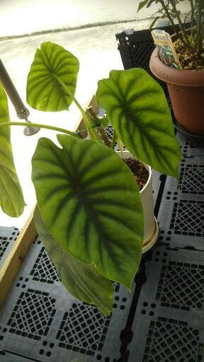 観葉植物❗️