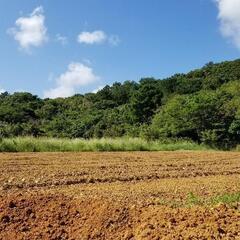 沖縄　西表島で農園のお手伝い！の画像