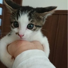 【引き渡し済】子猫の里親さん募集🐱🐱🐈‍⬛