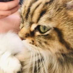 美人さんです(⸝⸝ᵕᴗᵕ⸝⸝)長毛猫ちゃん( ¨̮ )お話中 - 熊本市
