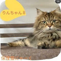 美人さんです(⸝⸝ᵕᴗᵕ⸝⸝)長毛猫ちゃん( ¨̮ )お話中の画像