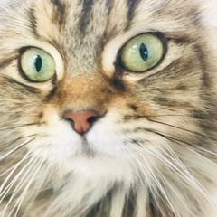 美人さんです(⸝⸝ᵕᴗᵕ⸝⸝)長毛猫ちゃん( ¨̮ )お話中 - 猫