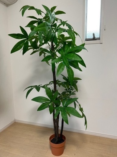 観葉植物【パキラ】値段交渉可