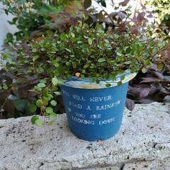 ワイヤープランツ🌱