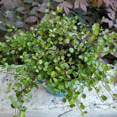 ワイヤープランツ🌱の画像