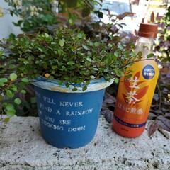 ワイヤープランツ🌱の画像