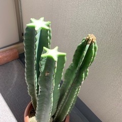 【お渡し決定しました！】鬼面角？　サボテンを鉢ごとの画像