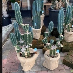 【お渡し決定しました！】鬼面角？　サボテンを鉢ごとの画像