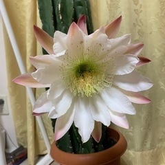 【お渡し決定しました！】鬼面角？　サボテンを鉢ごとの画像